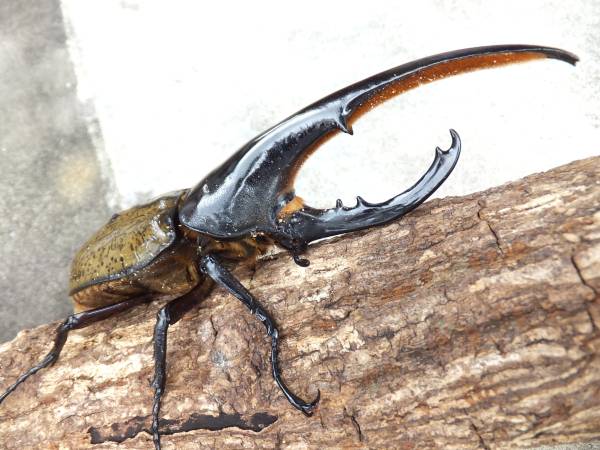 MD血統ヘラクレス♂153mm