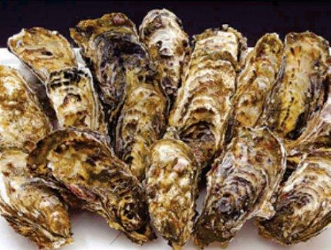 b●活生 殻付き牡蠣３０粒●送料安！同梱無制限！！