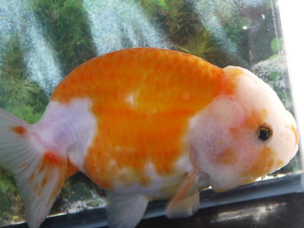 明和Yahoo! 桜錦(101802) 二歳 15.5cm雌