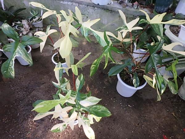 KN　フィロデンドロン　‘フロリダ　黄斑‘　1