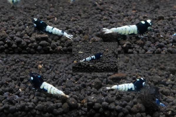 ＜15water-flap＞APシャドースポットピント柄5匹セット