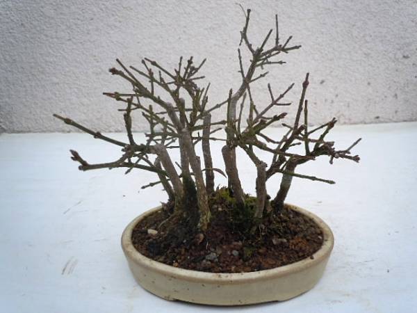 小品盆栽　・ こまゆみ寄せ植