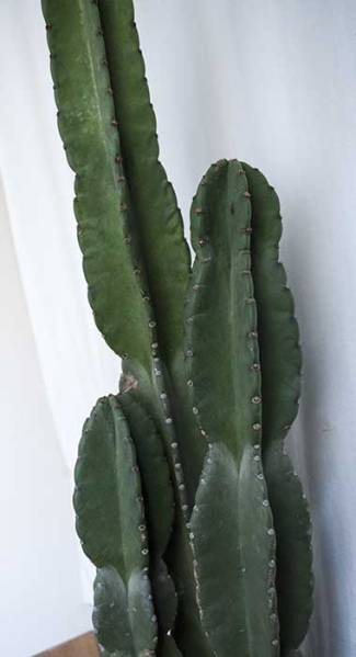 ☆柱サボテン☆サボテン☆8号☆100cm！！ Ⅲ 多肉植物 【公式通販】
