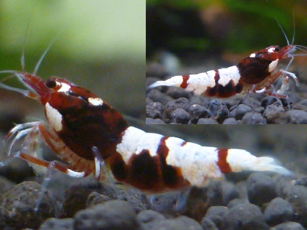 森のエビＮ　濃い赤　APシャドーレッド若個体♀⑥