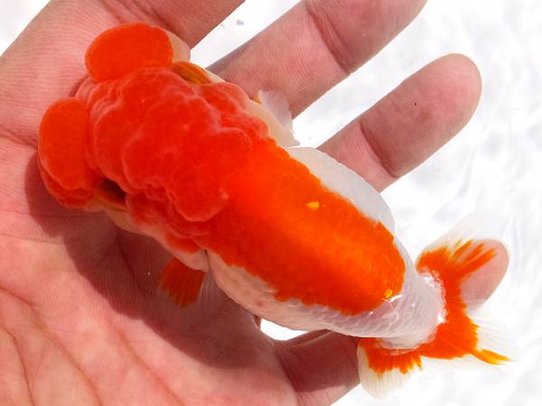 ★宇野系らんちゅう 激フンタン個体 上物 明参歳 11cm 雄 ★