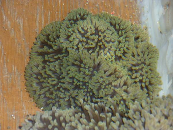 沖縄産　ハタゴイソギンチャク薄緑系　～１０ｃｍ前後