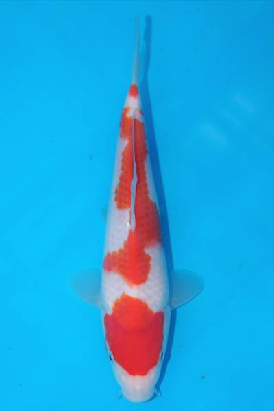 厳選！錦鯉むらかみ産　紅白　当歳　21㎝