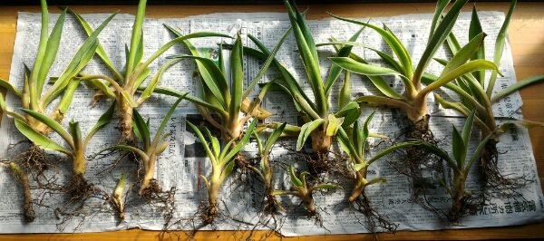 早いもの勝ち!!　　お買い得なアガベベネズエラ抜苗です♪　