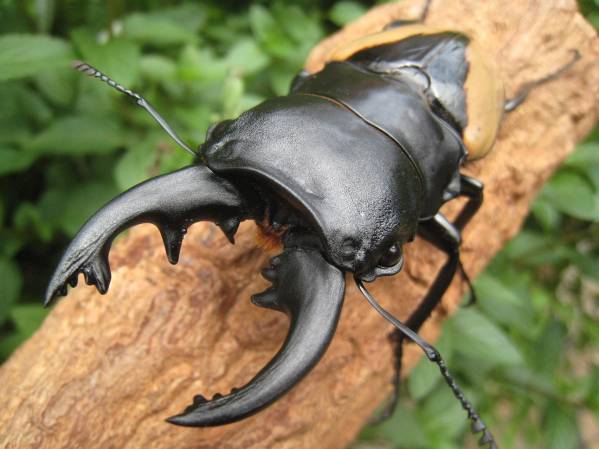 ブルマイスターツヤクワガタF2♂89mm×♀59mm♀55mm成虫トリオ!