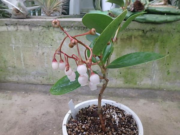 KN　バッキニューム　セルシドフォリューム　‘ジーナ‘