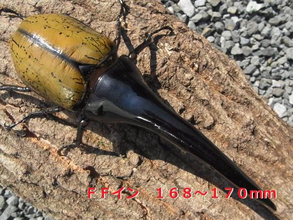 【HirokA】Ｄ・Ｈヘラクレス（ＦＦ）おすすめ♀単品