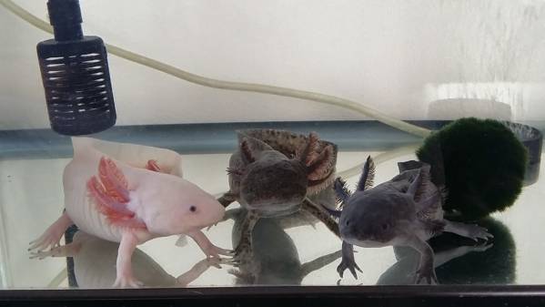 ★孵化間近★ウーパールーパーの卵　50個★_2