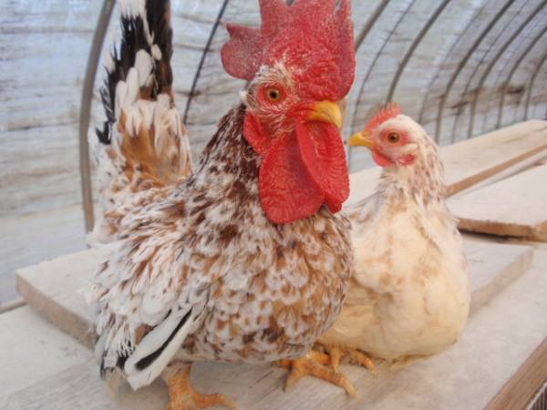 大変美しく貴重なブラマ 美味しい食用有精卵 3個 放し飼い - Yahoo
