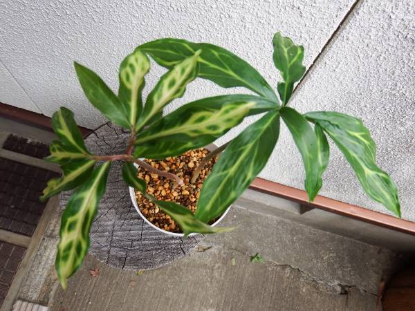 山野草◆ウラシマソウ２本*斑入り*亀甲斑◆テンナンショウ