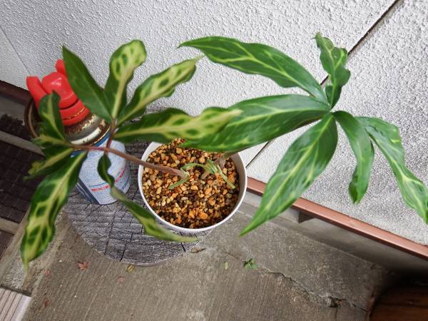 山野草◆ウラシマソウ２本*斑入り*亀甲斑◆テンナンショウ