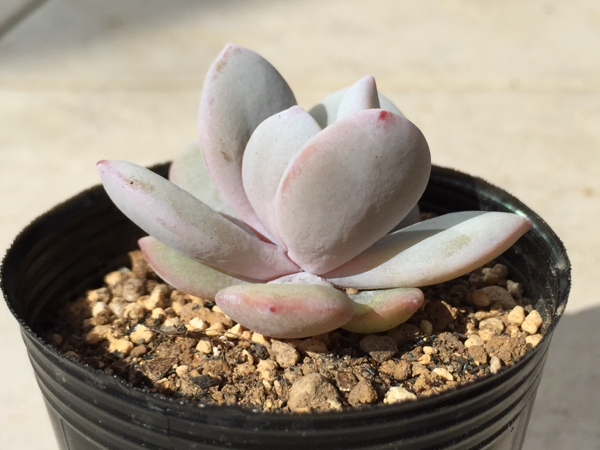 ブレビカリックス パキポディウム densiflorum Pachypodium 一点もの