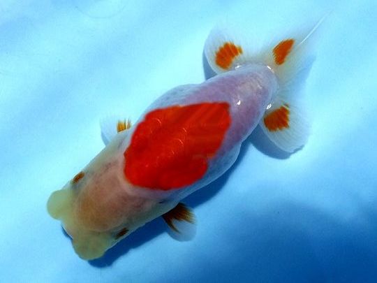 【優良系統・安藤寛氏系統新仔・完全無選別500匹】w２