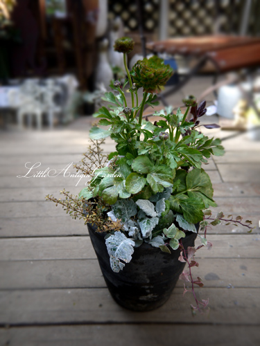 緑色の珍しいラナンキュラス「キュレネ」のシックな寄せ植え