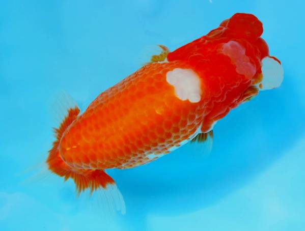 天明らんちゅう□厳選本命魚□□ 特選魚弐歳 品評会用 天明らんちゅう□厳選本命魚□□ 特選魚弐歳 品評会用