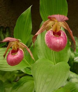 山野草　ウラシルケンス　アツモリソウ　6号A ウラシルケンス-アツモリソウ・野生ラン・高山植物販売専門店岩崎園芸