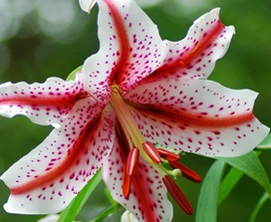 山野草☆球根☆ヤマユリ【静岡県産　野生種　紅筋山百合】