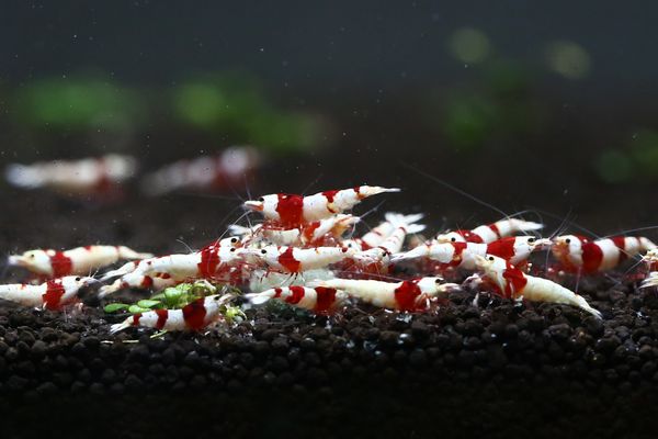 河内＠B.Lunch 隔離水槽より綺麗な小さめ３０匹セット