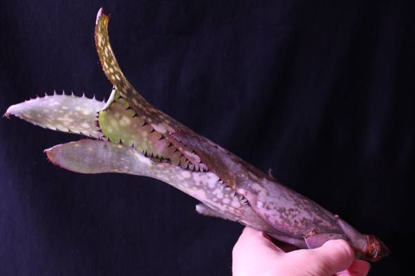 Billbergia 'Original Sin' ビルベルギア オリジナルシン Billbergia