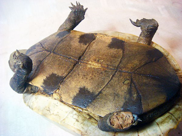 V151 亀 かめ 剥製 縁起物 白い甲羅 カメ 陸亀 科学 自然 売買されたオークション情報 Yahooの商品情報をアーカイブ公開 オークファン Aucfan Com
