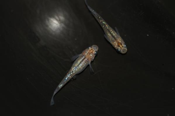 【めだかのビーンズ】オーロラ黄ラメ幹之１ペア　NO.1