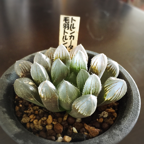 ○多肉植物○ ハオルチア 毛羽トルンカータ | ESIASON.ORG