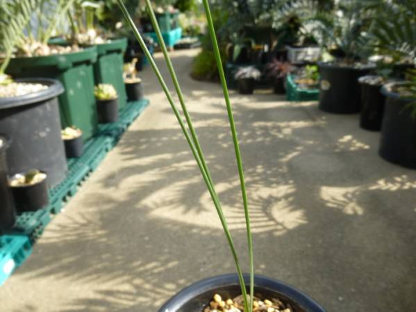 ◆キサントローエア　プラティフィラ◆ユッカ・観葉