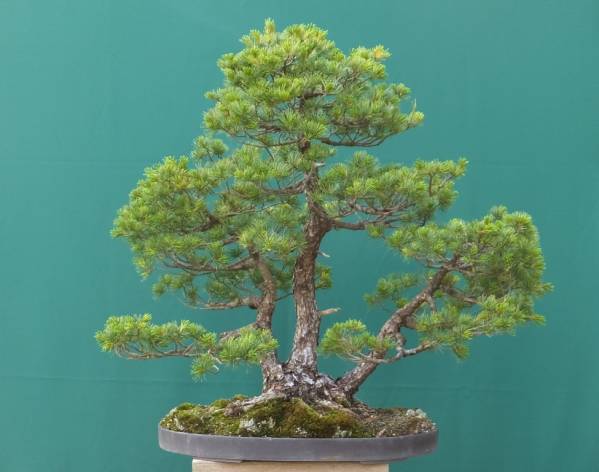 ☆四国五葉松大品盆栽三幹整枝素材☆ poweredbyauction-labo 【公式通販】