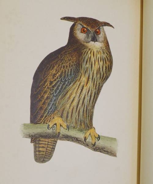 英国鳥類図譜手彩色60葉☆モリス1/1870/ワシ・タカ・フクロウ 洋書