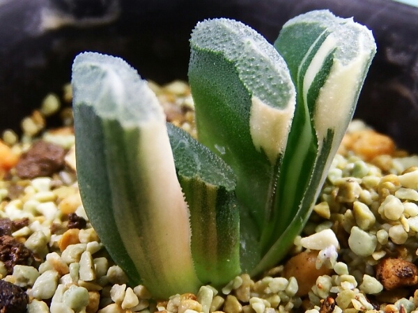 サボテン 多肉植物 12 ハオルチア 玉扇錦 白斑系 極上斑 観葉植物