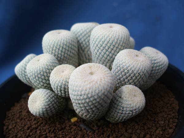 サボテン多肉植物　小人の帽子