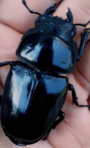 ◆即ブリ佐賀県中原産オオクワ５５ミリｕｐ未使用♀◆