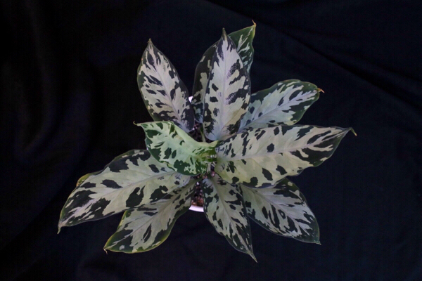 Aglaonema pictum 法皇緑 アグラオネマ_1