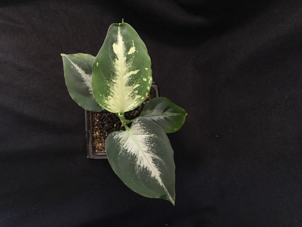 Aglaonema pictum 法皇緑 アグラオネマ_2