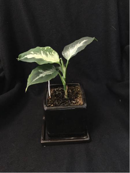 Aglaonema pictum 法皇緑 アグラオネマ_3