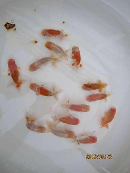 【天明らんちゅう】■厳選本命魚■■　特選魚上物当歳　■ｓ1