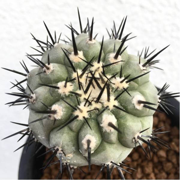 黒王丸 実生 植物 サボテン 接木