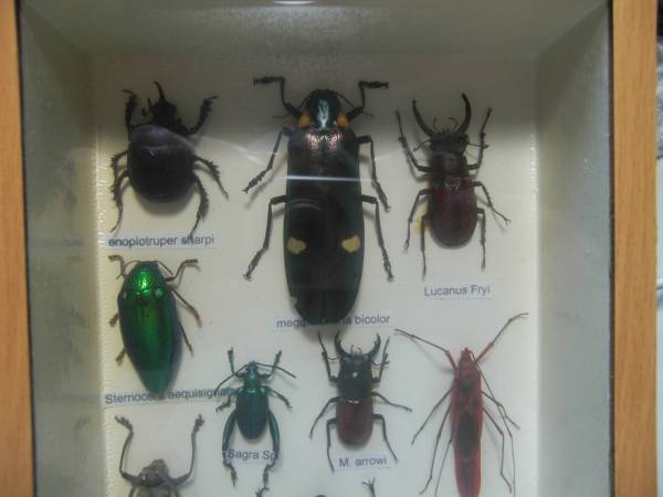 ふるさと割 再出品 クワガタムシ 昆虫 標本 カブトムシ 虫類用品 Www Kostelski Buk Com