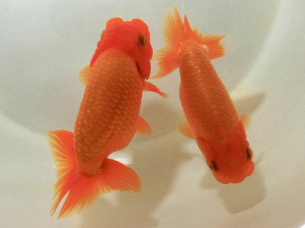 ■30094　工藤系種二歳13cm【ペア】