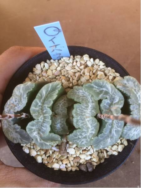 ★ハオルチア イナバウアー カキコ