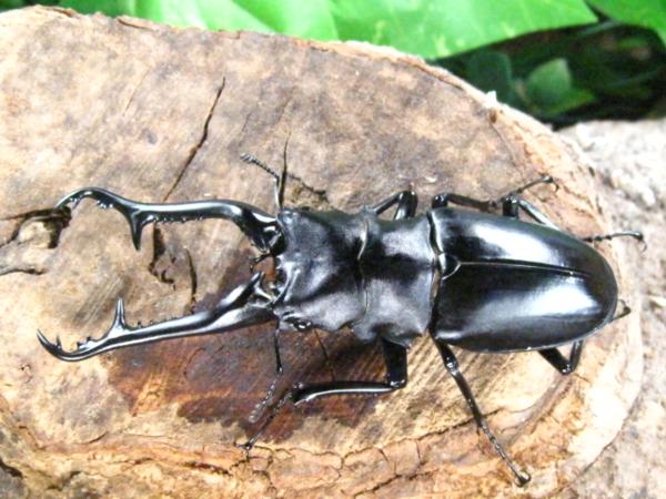 オス単品成虫ギラファノコギリクワガタ♂70ミリ～♂74ミリ5頭1円