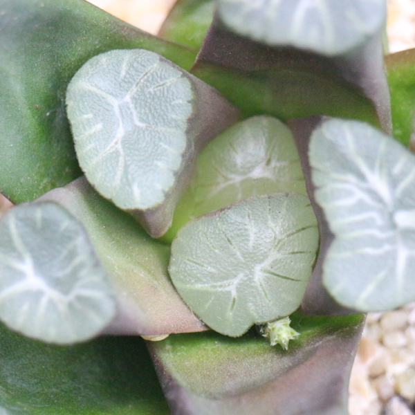 ★ハオルチア 万象 紫万象実生 カキコ