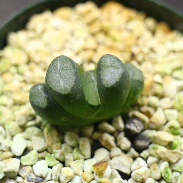 ★ハオルチア 万象 紫万象実生 カキコ