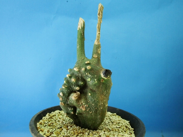 サボテン 多肉植物 99 Adenia globosa