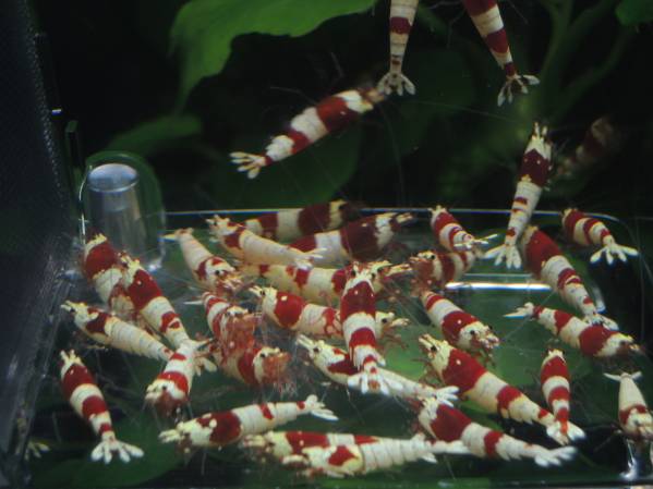 レッドビーシュリンプ ★ 画像の個体３０匹＋２匹