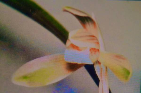 韓国春蘭　　ピンク覆輪花　文鳥　山野草